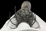 New Trilobite Species (Affinities to Quadrops) - Very Large! #86536-5